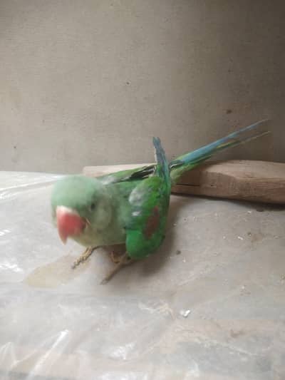 raw  tota