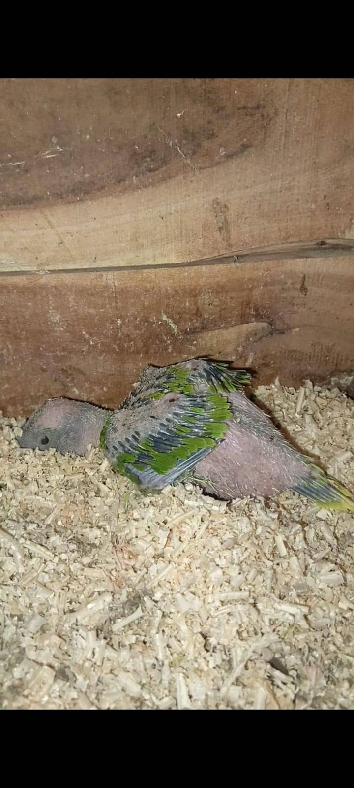 Raw chick 2