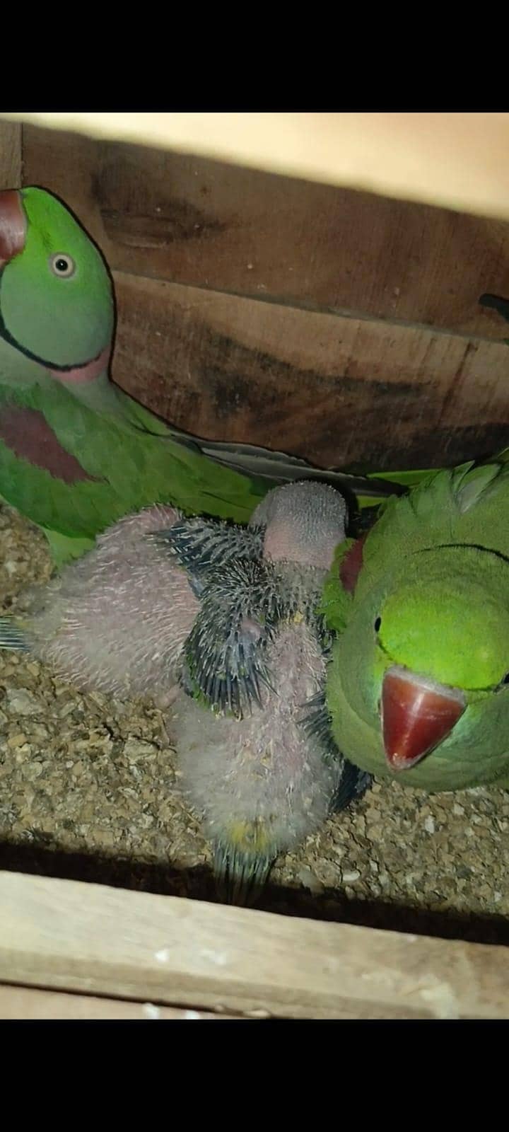 Raw chick 3
