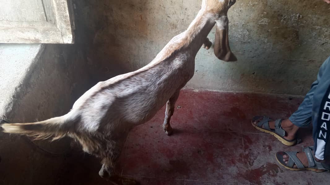makacina bakra 2