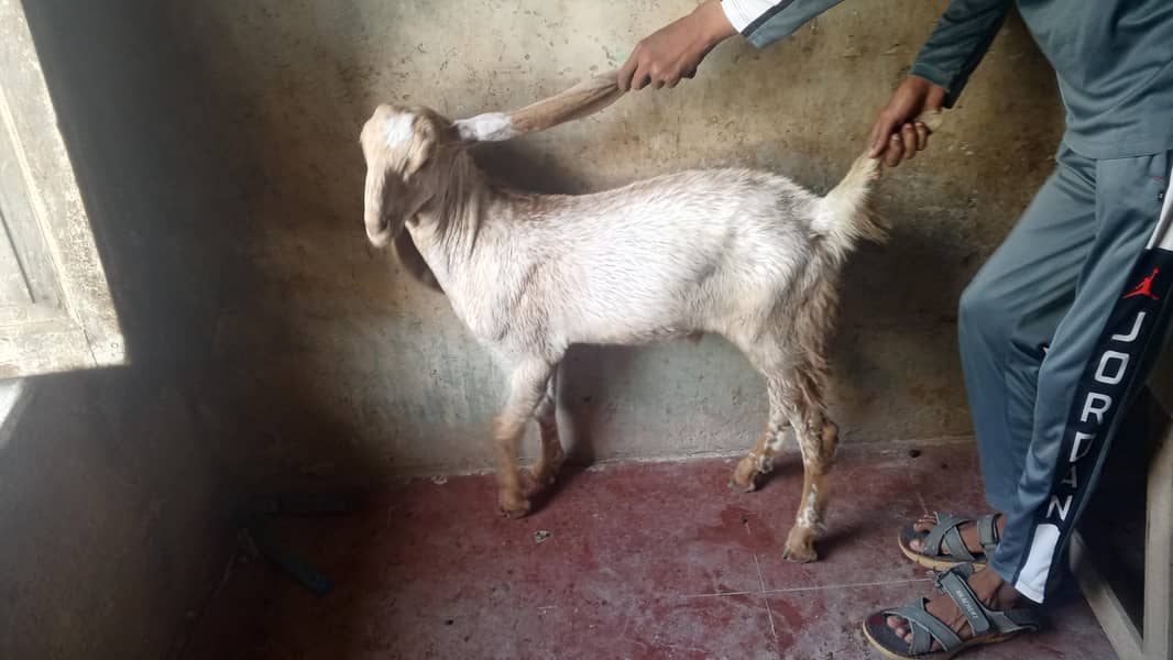 makacina bakra 3