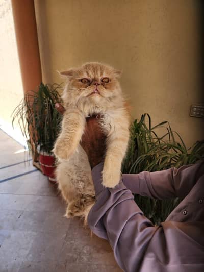 Neat to Piki Female Cat