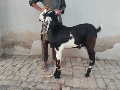 Male goat for qurbani 2026