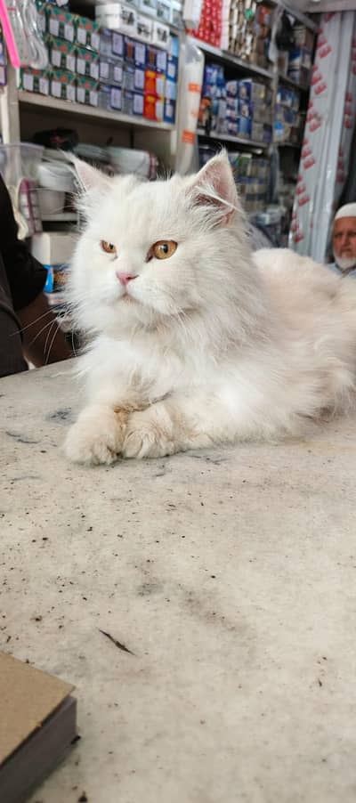 Persian Triple code neuter