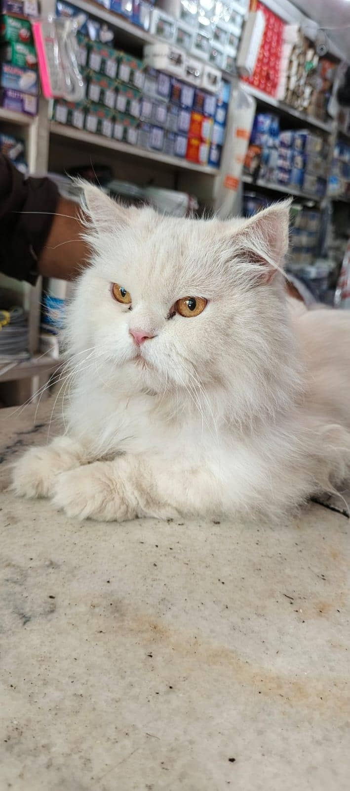 Persian Triple code neuter 1