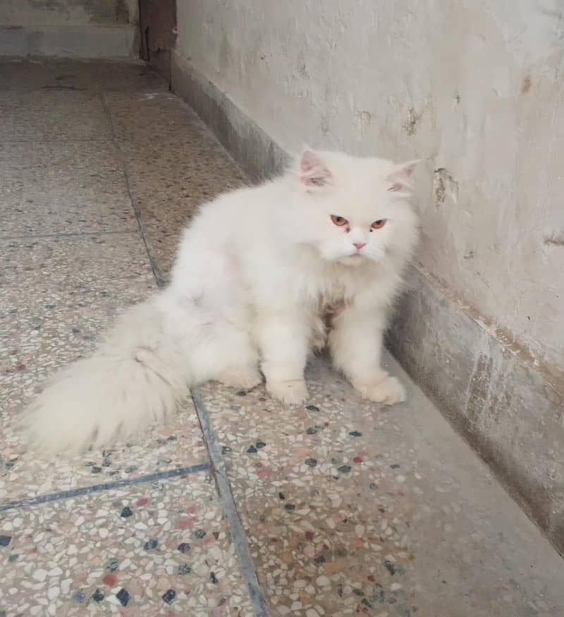 Persian Triple code neuter 3