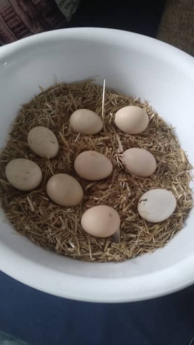 Fertile eggs