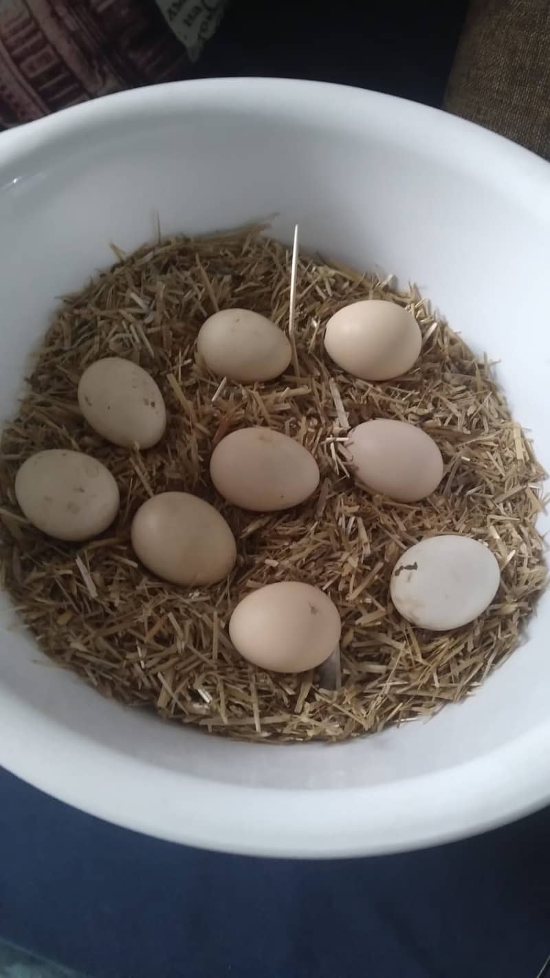 Fertile eggs 0