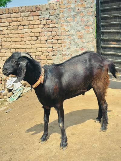 qurbani bakra for sale  03090393200