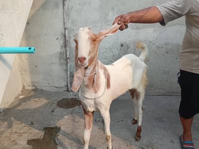 Rajanpuri Ablak Bakra