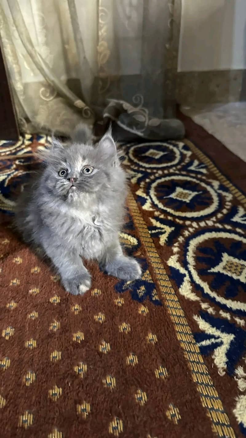 King cat 0