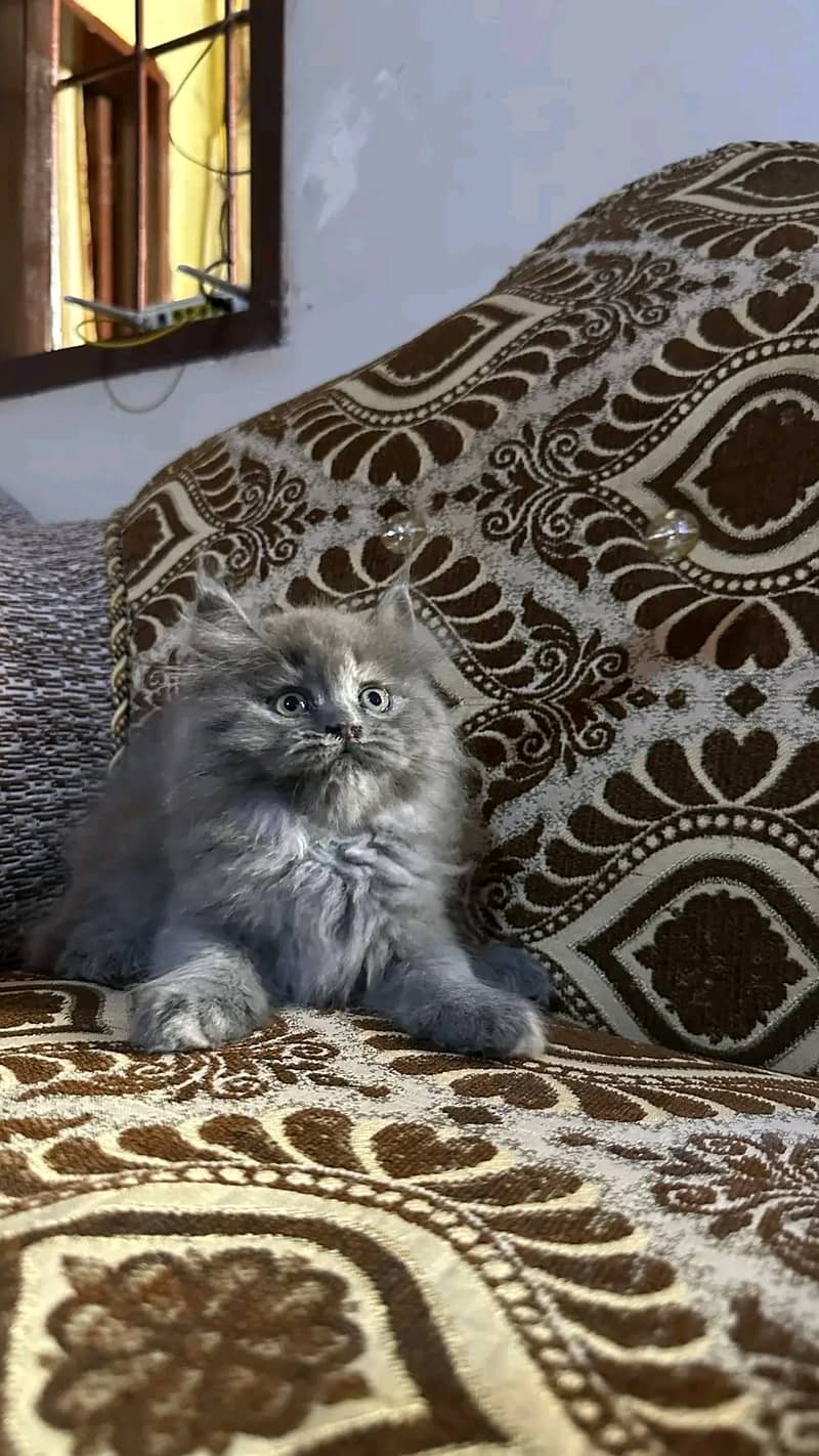 King cat 2