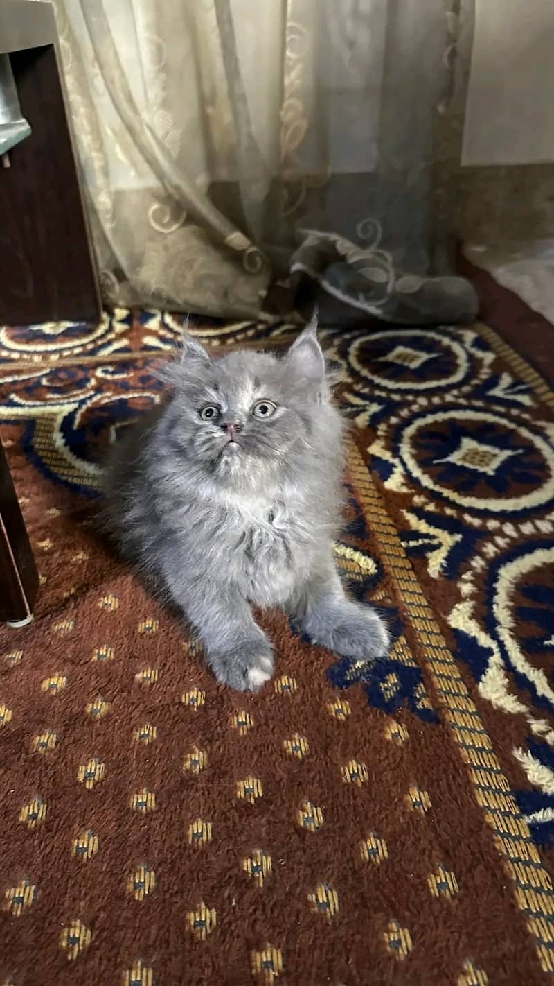 King cat 3
