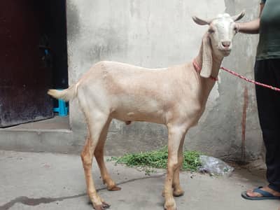 Dondy bakry sale