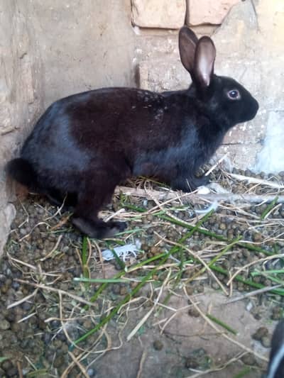 Rabbit breeder pair