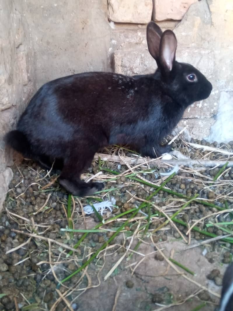 Rabbit breeder pair 0