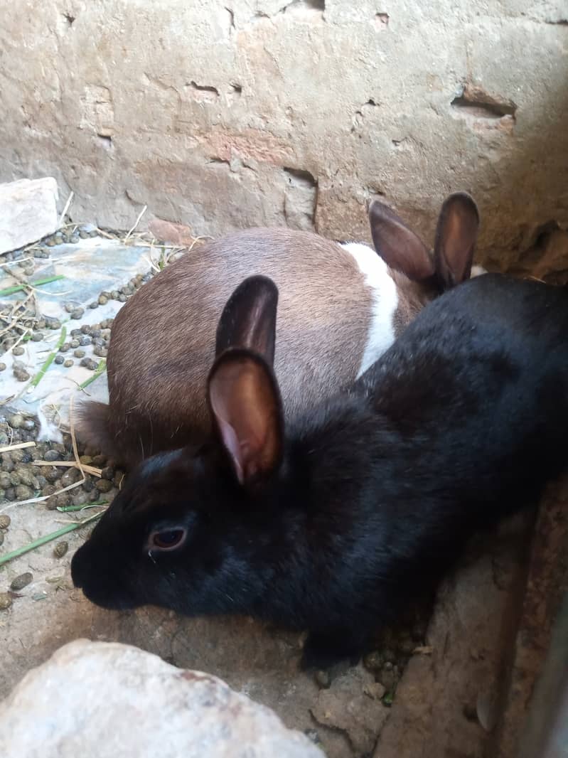 Rabbit breeder pair 1