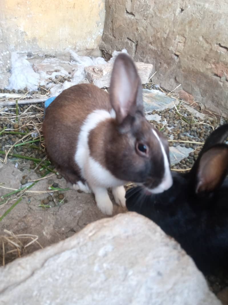 Rabbit breeder pair 2
