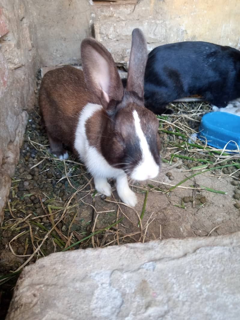 Rabbit breeder pair 3