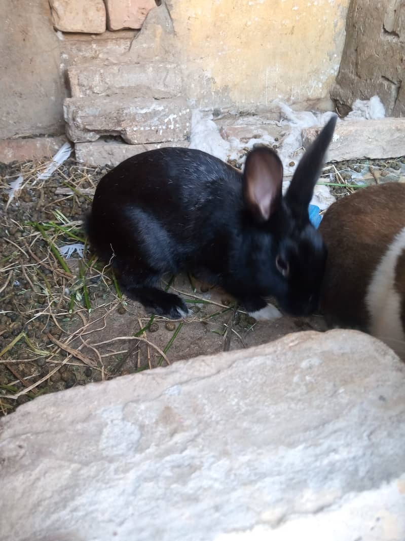 Rabbit breeder pair 4