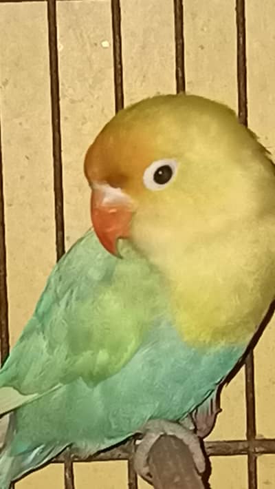 love bird