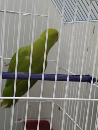 green ring neck