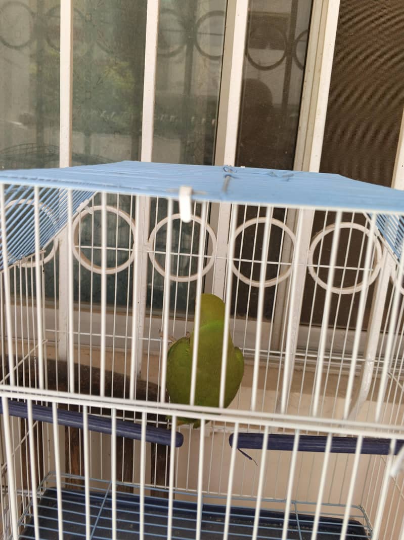 green ring neck 1