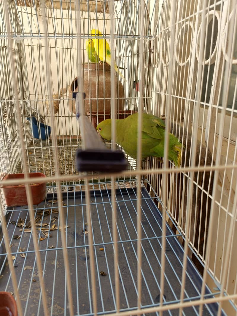 green ring neck 4