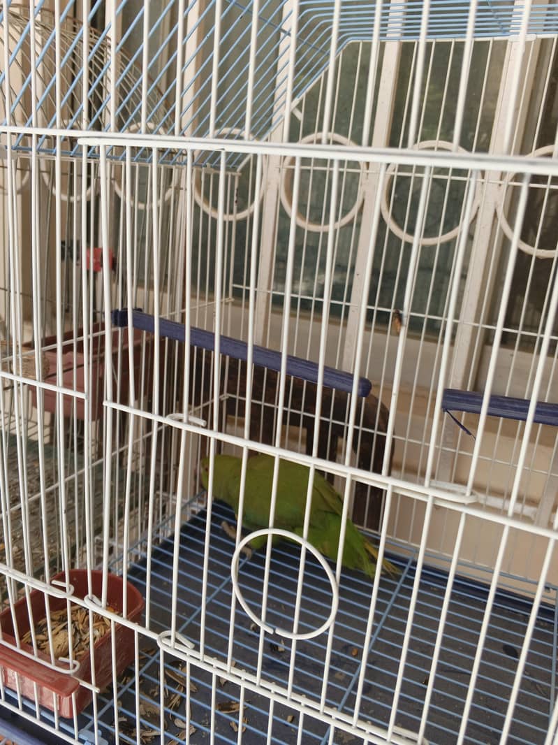 green ring neck 5