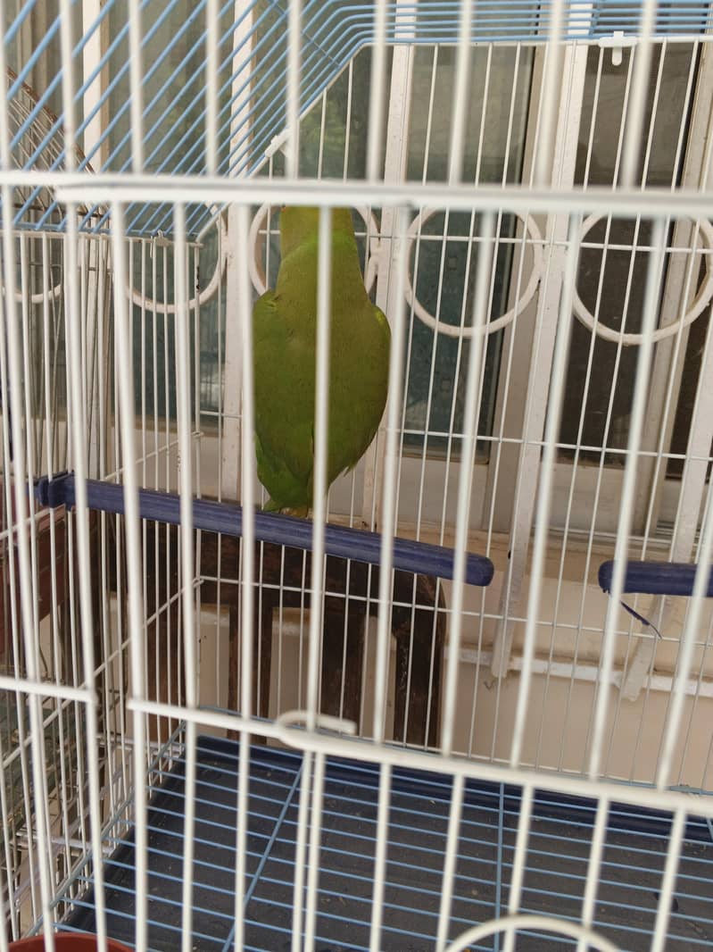 green ring neck 6
