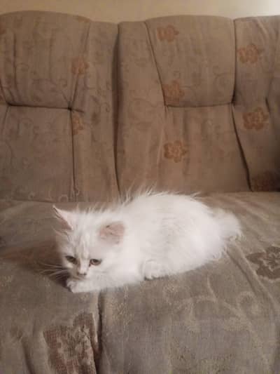 Persian male cat