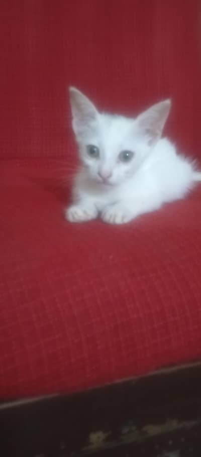 “Cute 2 Month Old White Female Kitten for Adoption