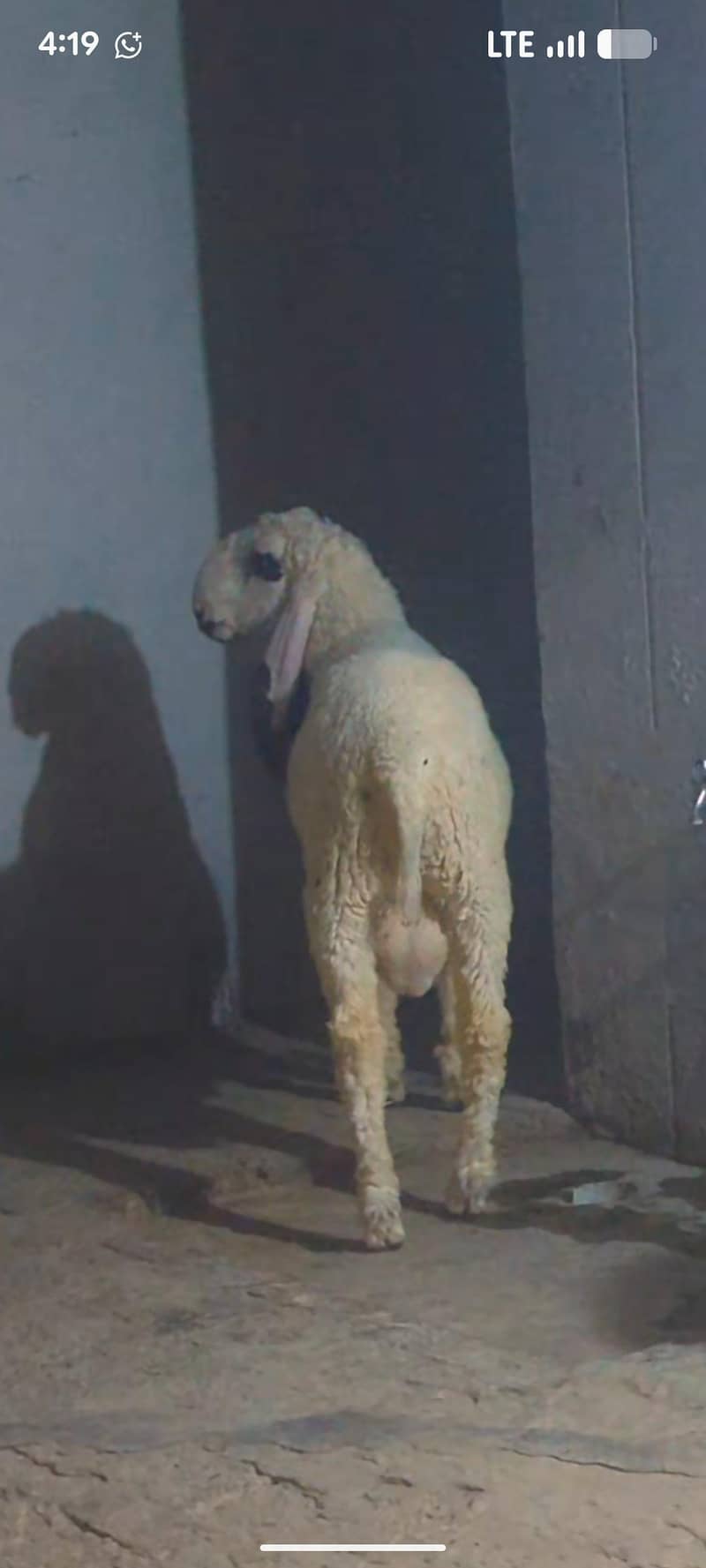 40 kilo plus 2