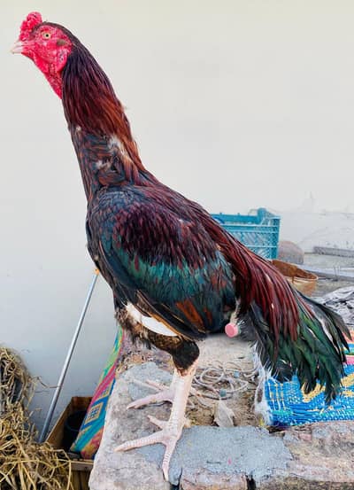 Top Class Aseel Rooster For Sale