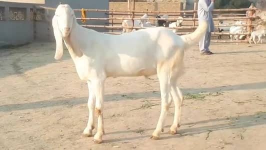 gulabi Bakra for sale 03327415379