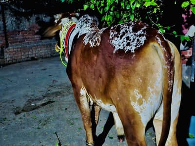 Sailing Qurbani ka janwar
