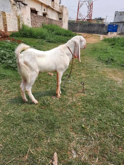 bakra