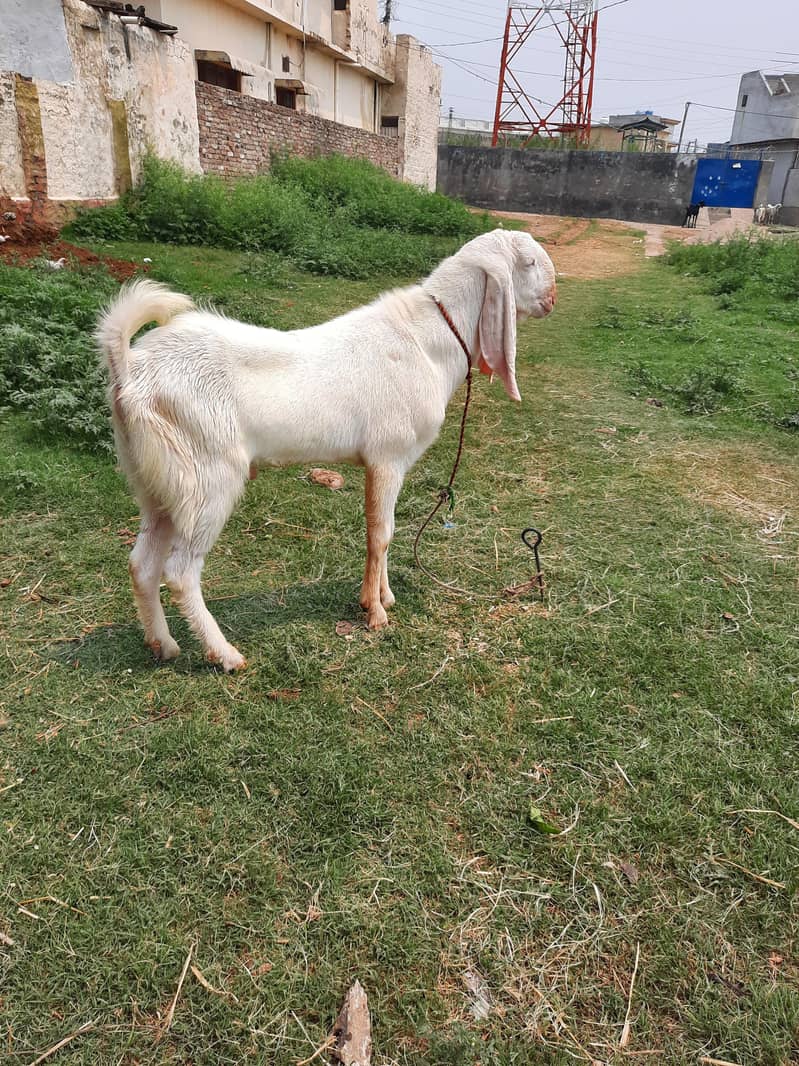 bakra 0