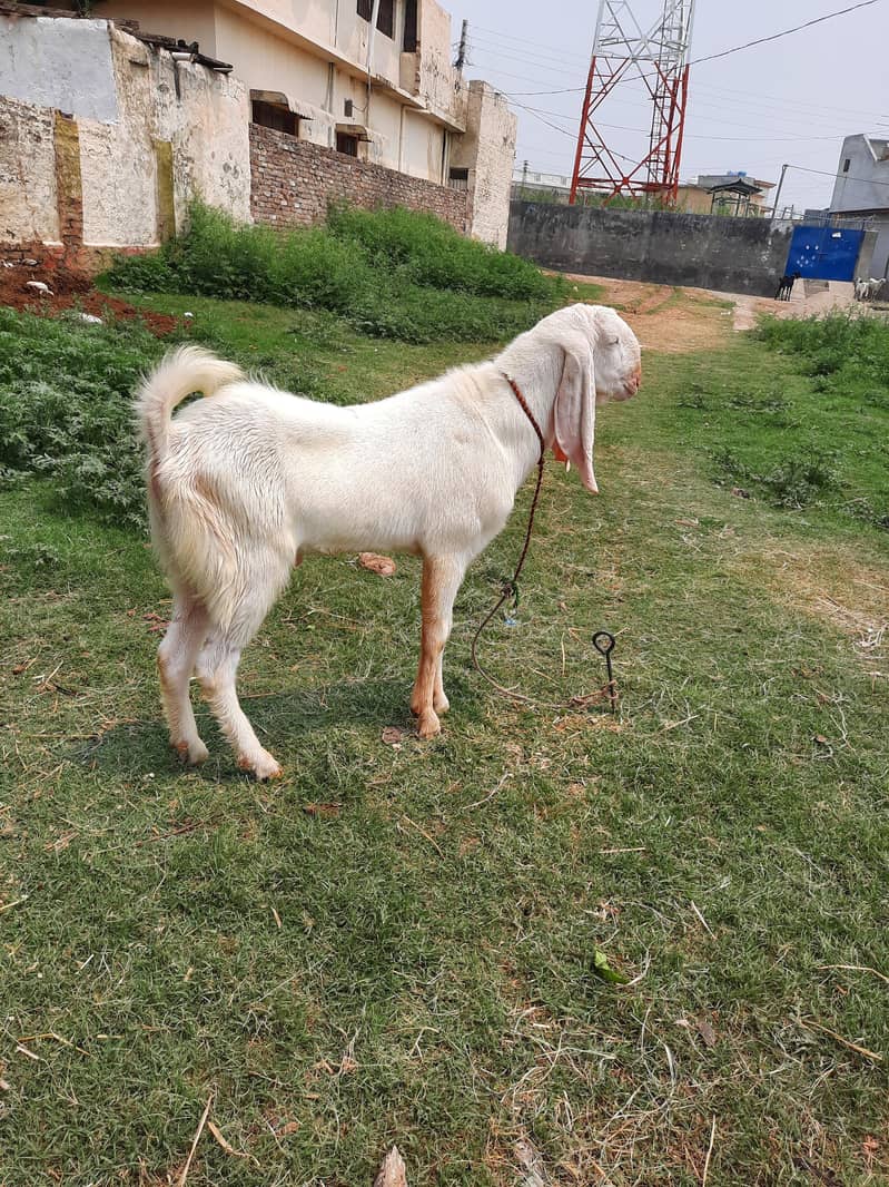 bakra 1