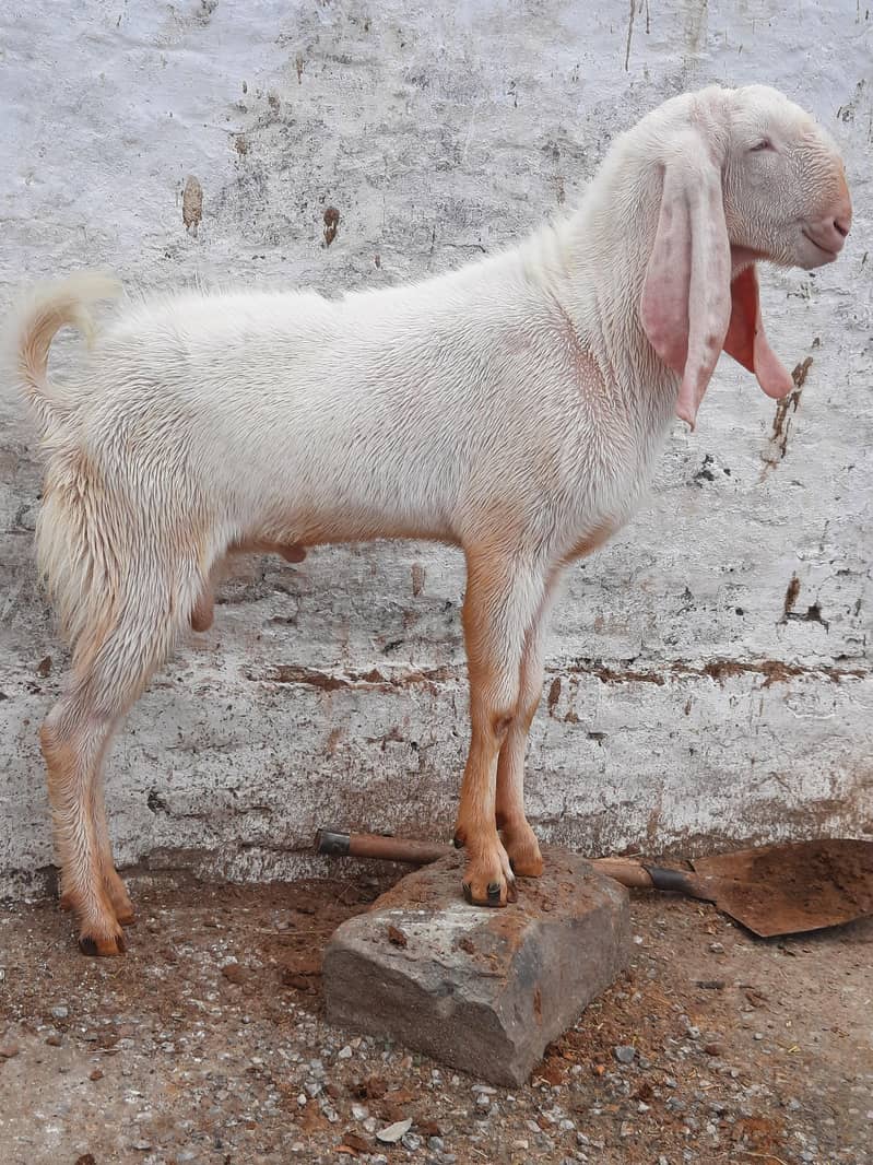 bakra 2