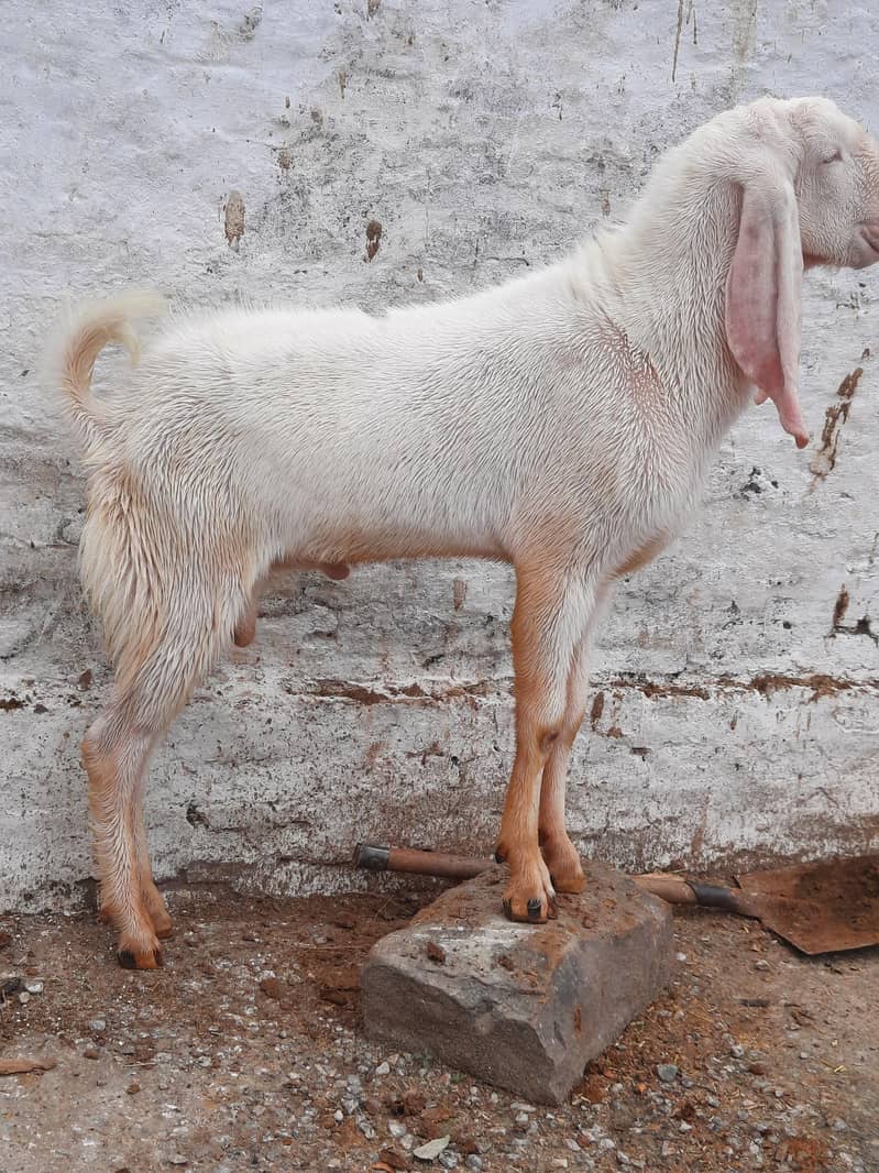 bakra 3