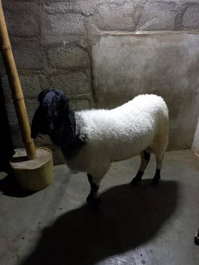 2 Dumbe (Sheep's)
