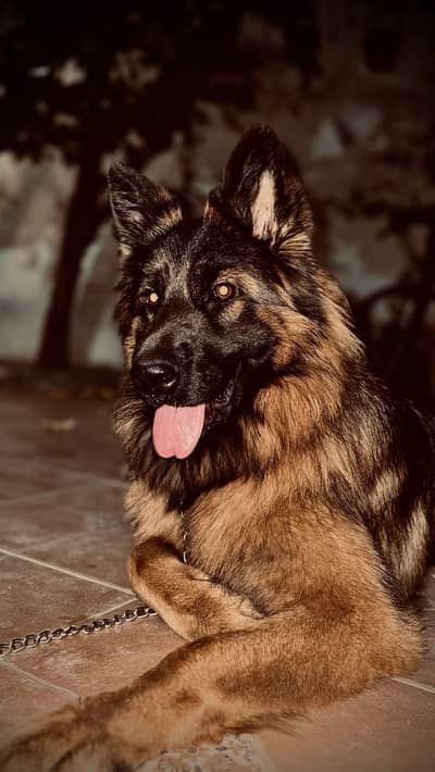 German
