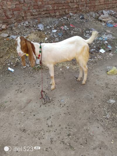 2 dant bakra