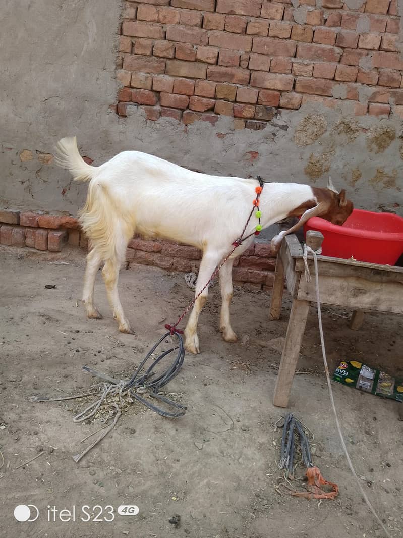 2 dant bakra 1