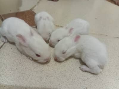 Red Eye Rabbit Babies For Sales