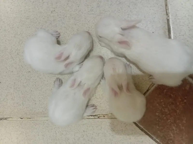 Red Eye Rabbit Babies For Sales — photo 2