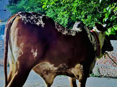Sailing my Qurbani ka janwar