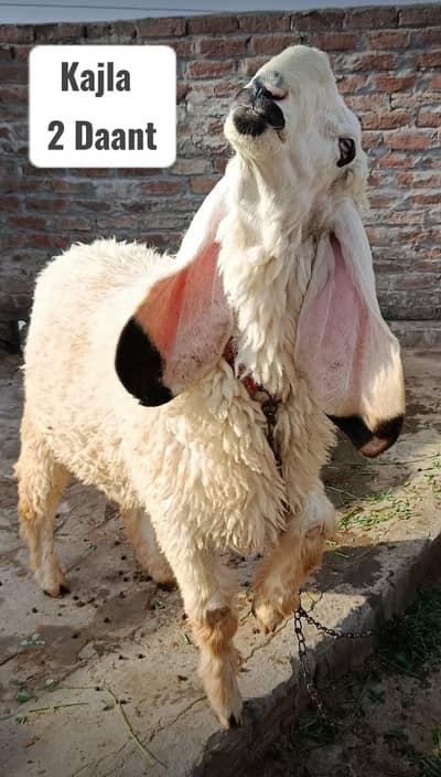 Kajla for Sale | Bagla Kajli | Sheep | Chatra | Goat | Bakra | Qurbani