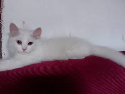 Pesian kitten
